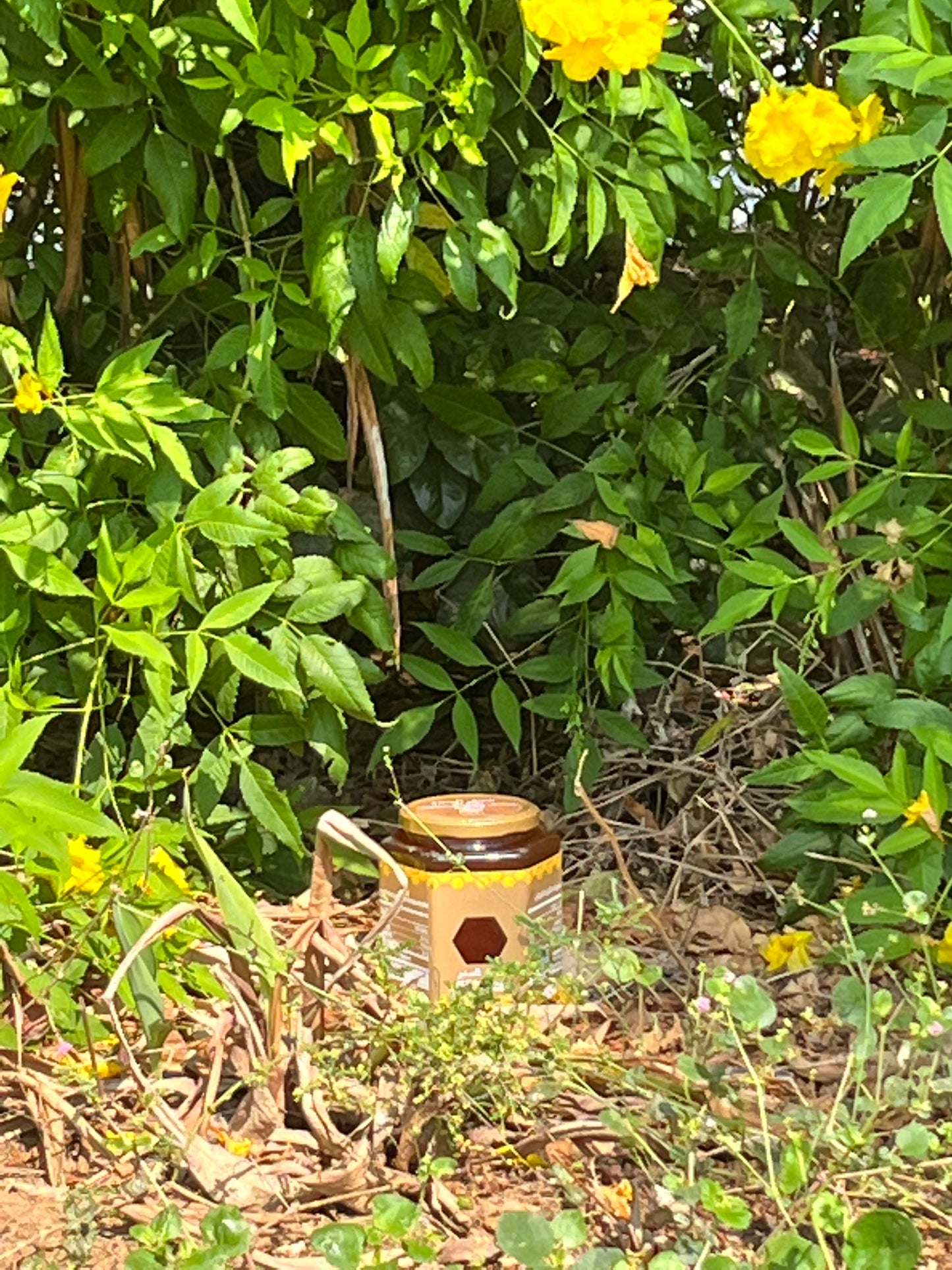 عسل السدر Alsidr Honey