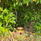 عسل السدر Alsidr Honey